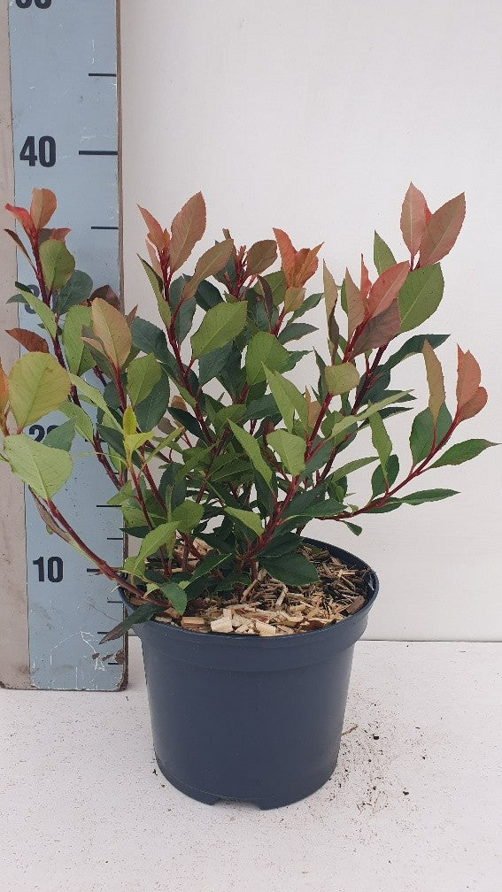 Photinia fra. BR2011 35cm 17cm Pot