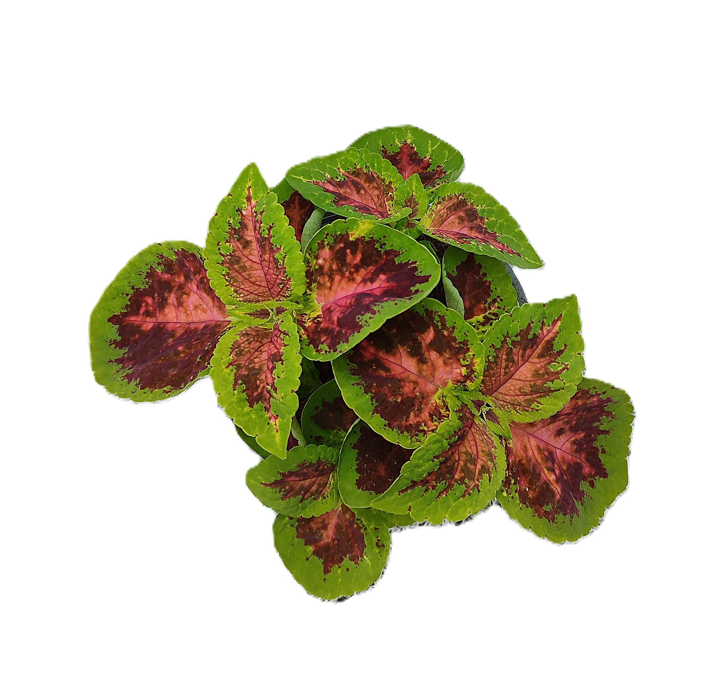 Coleus scutellarioides 15cm 14cm Pot