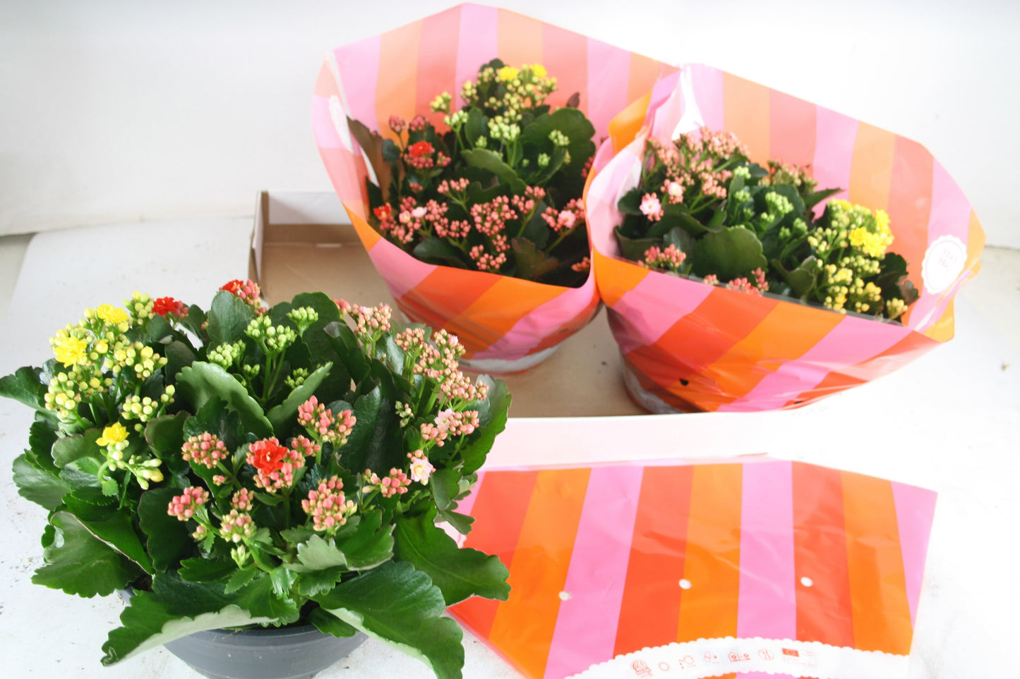 Olsthoorn & Zn BV, Tinus Kalanchoe carnaval Pack of 1