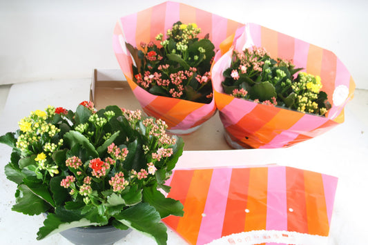 Olsthoorn & Zn BV, Tinus Kalanchoe carnaval Pack of 1