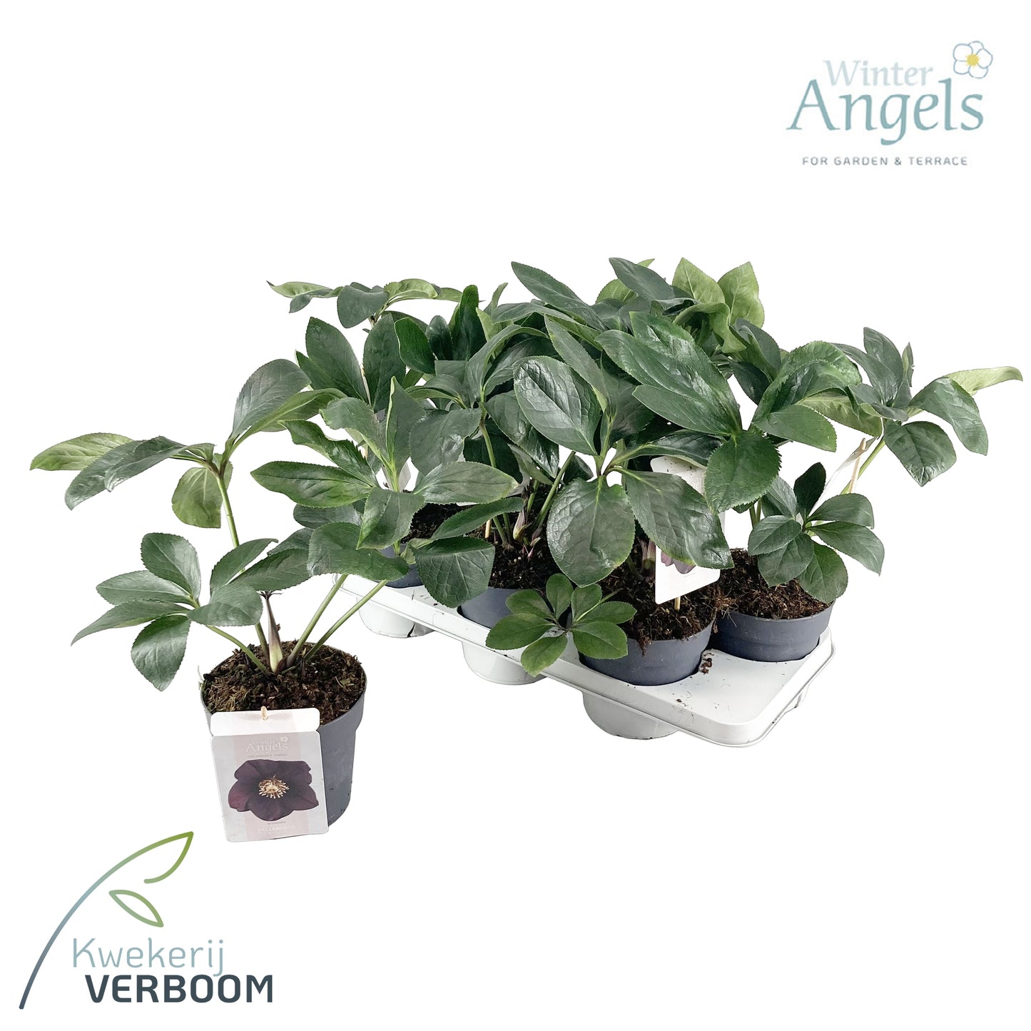 Helleborus or. Black Beauty 45cm 15cm Pot