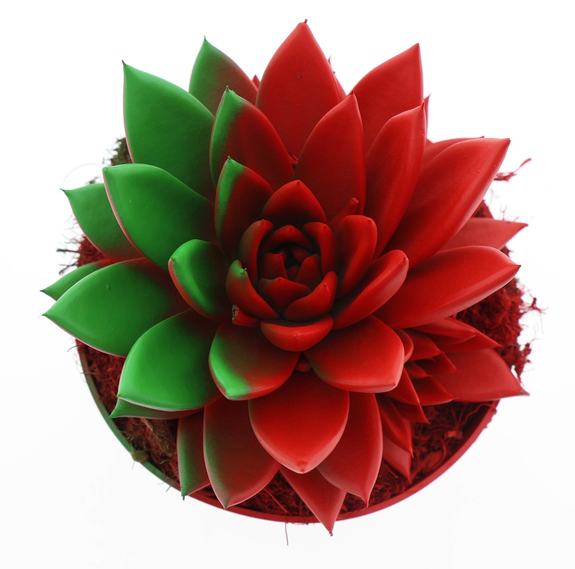 Rainbow Portugal 15cm 12cm Pot