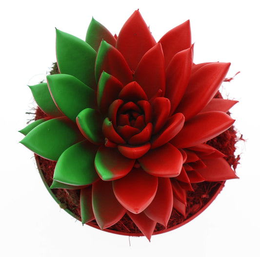 Rainbow Portugal 15cm 12cm Pot