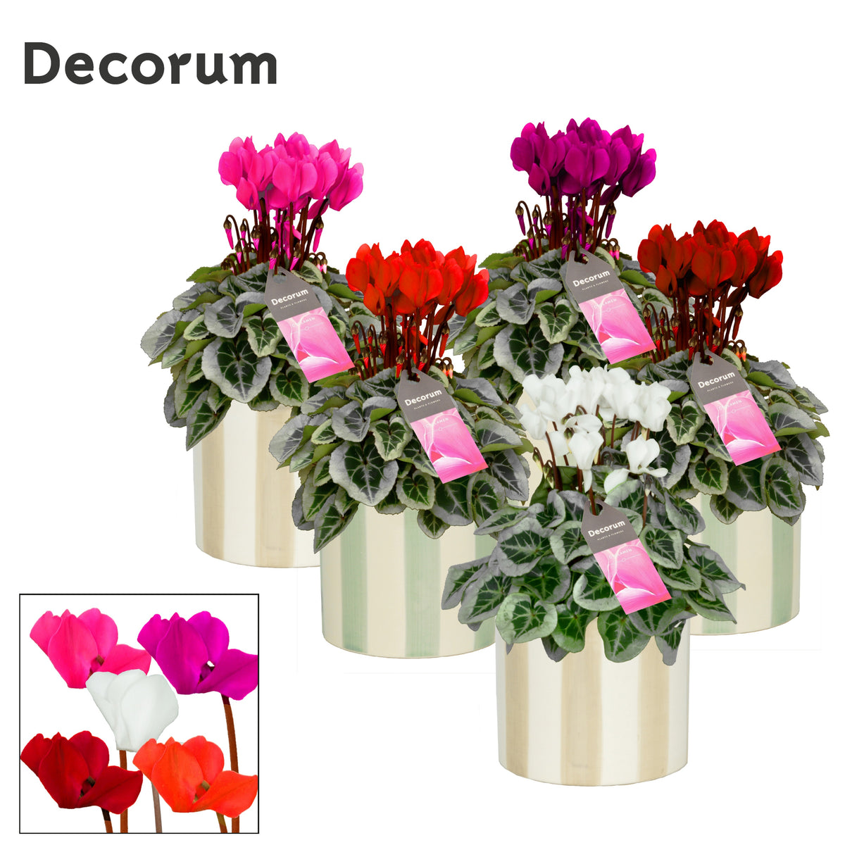 Cyclamen Picasso 25cm 14cm Pot