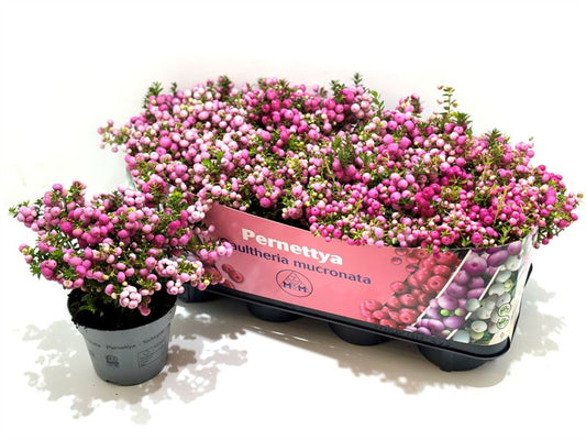 Gaultheria mucronata 25cm 14cm Pot
