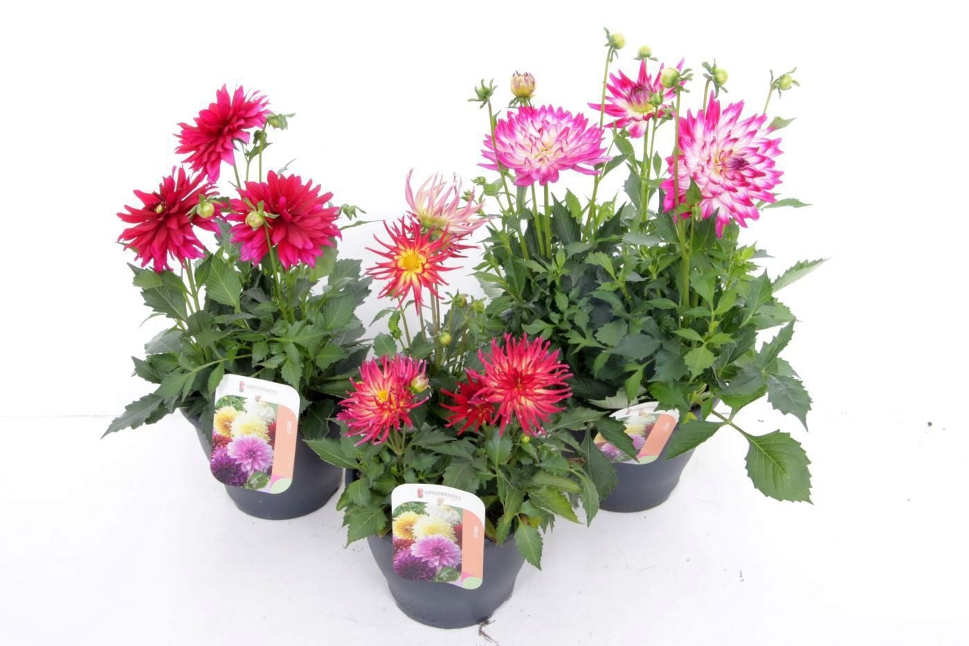 Dahlia Gardenetta Pearl 55cm 23cm Pot