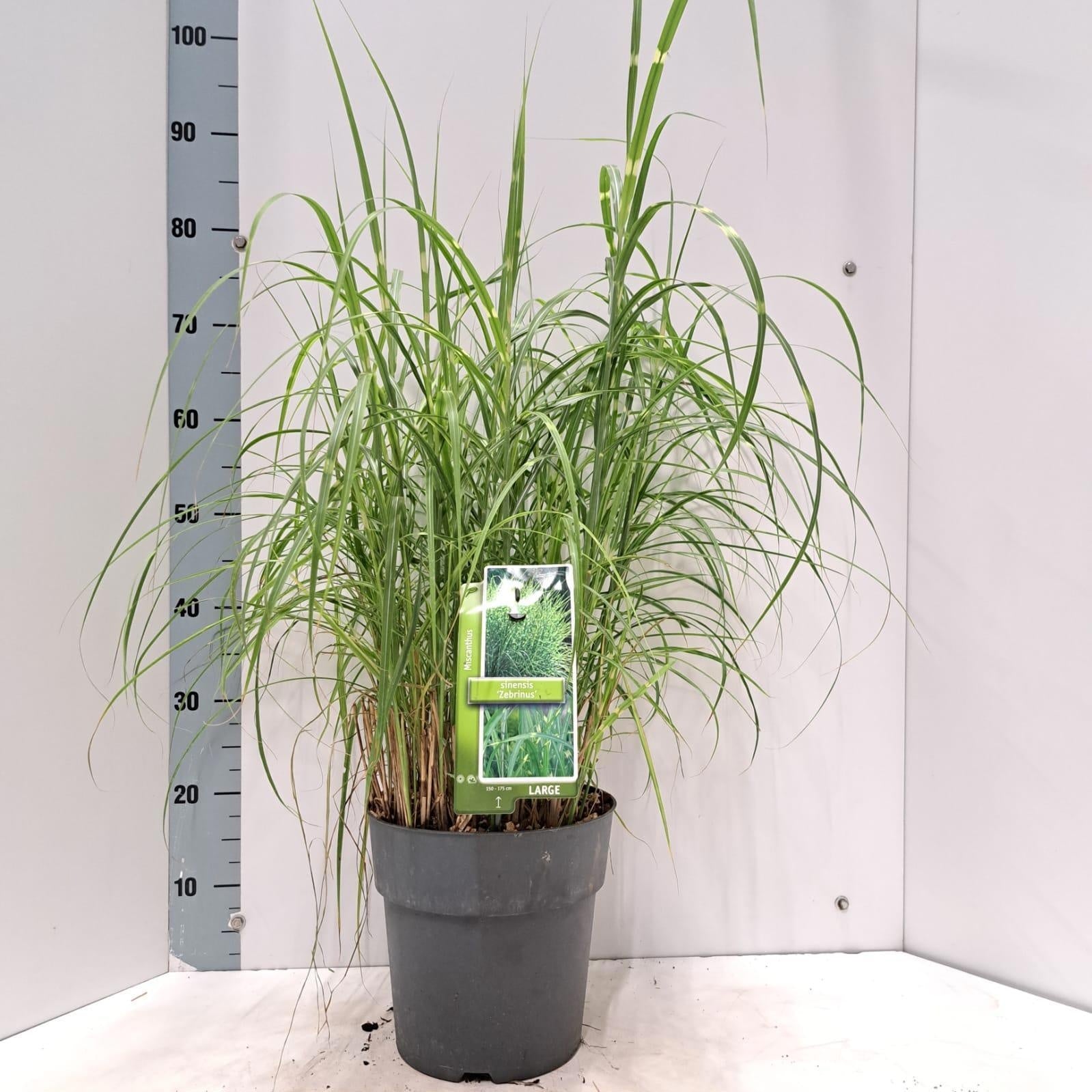 Miscanthus Zebrinus 85cm 23cm Pot