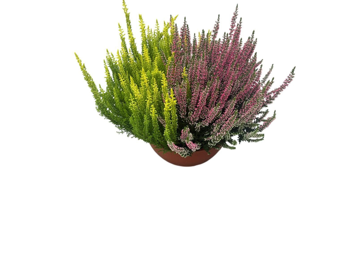Calluna Beauty Ladies Milca trio 240cm 23cm Pot