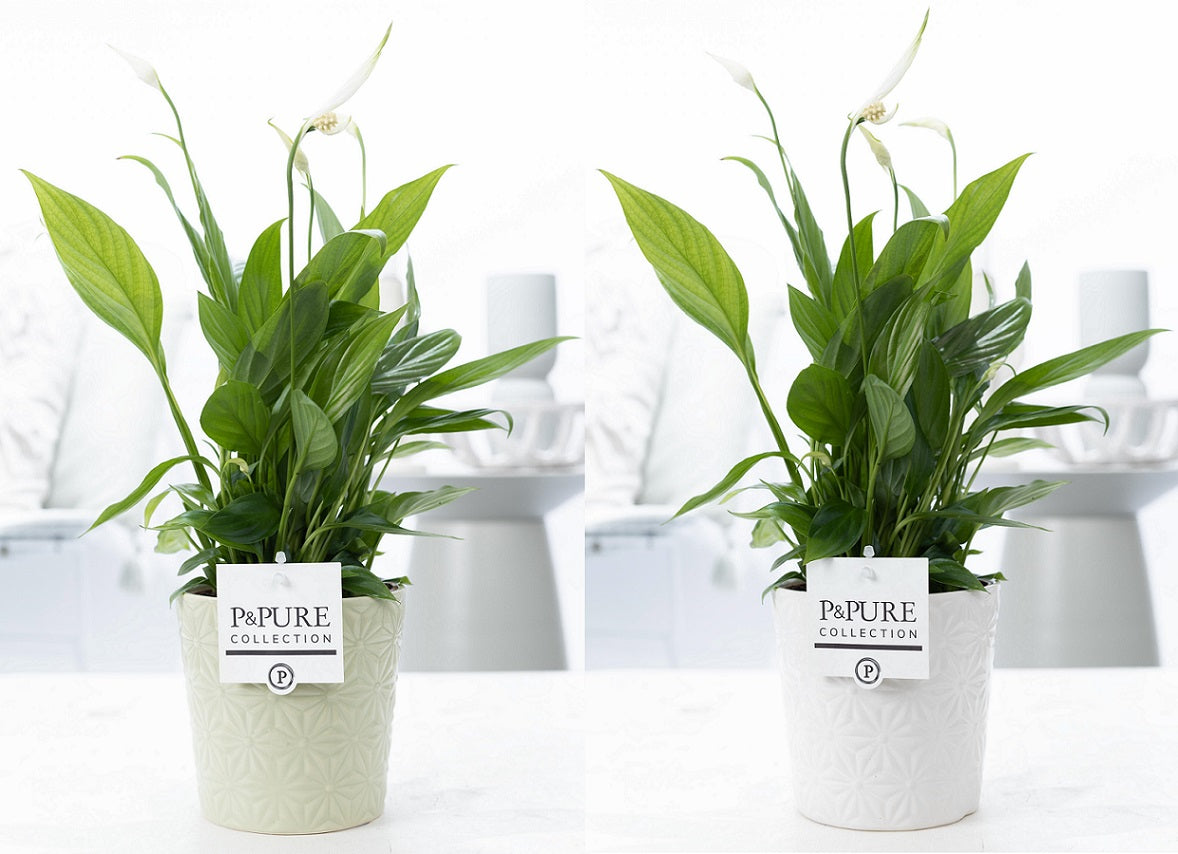 Spathiphyllum hybrid 35cm 12cm Pot