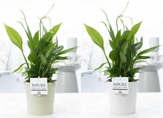 Spathiphyllum hybrid 35cm 12cm Pot