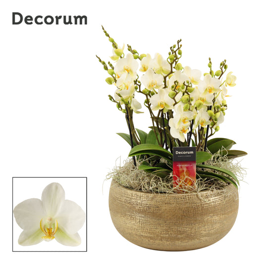 Phalaenopsis mf. Lausanne 35cm 27cm Pot