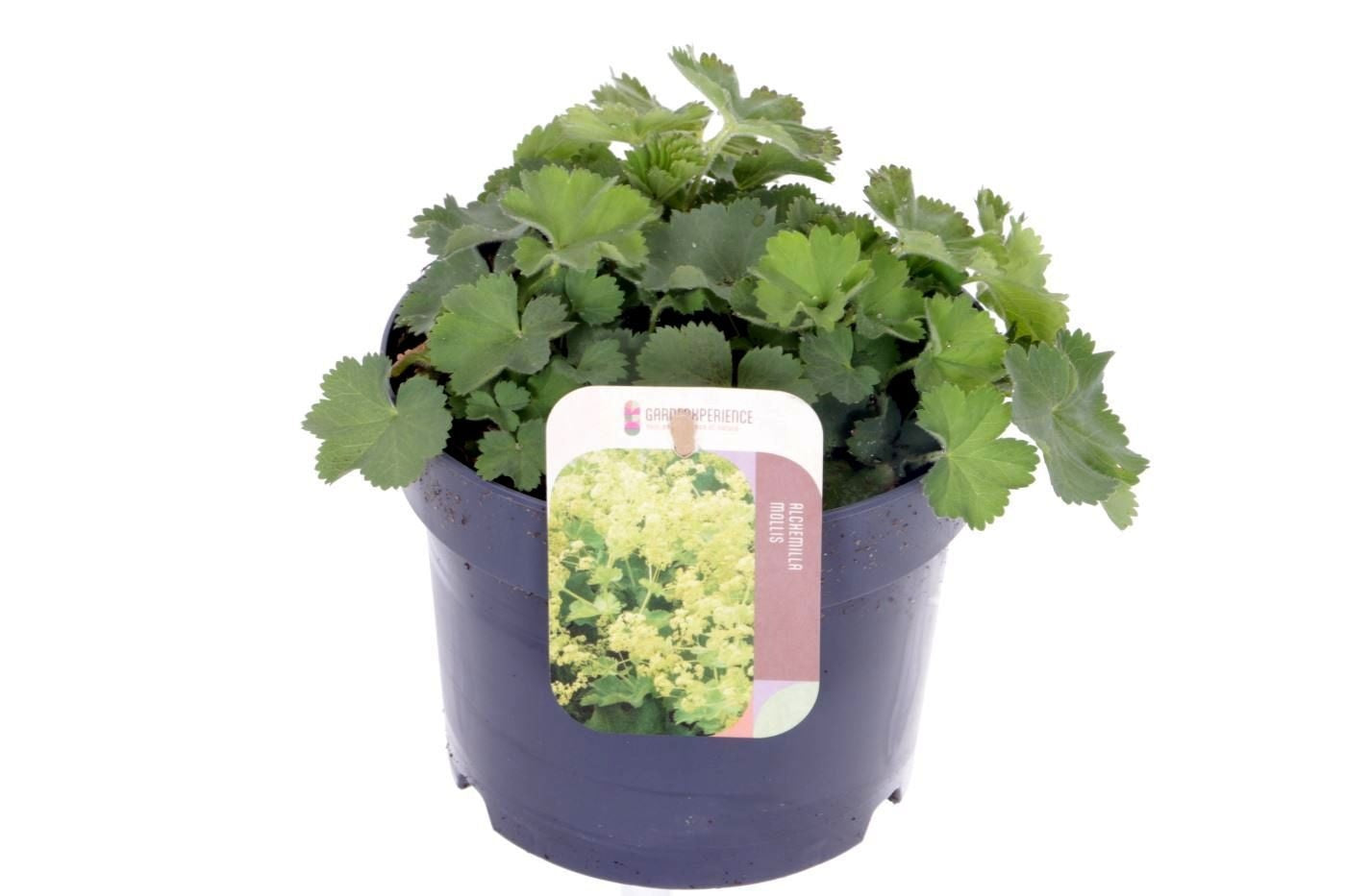 Alchemilla mollis 15cm 17cm Pot