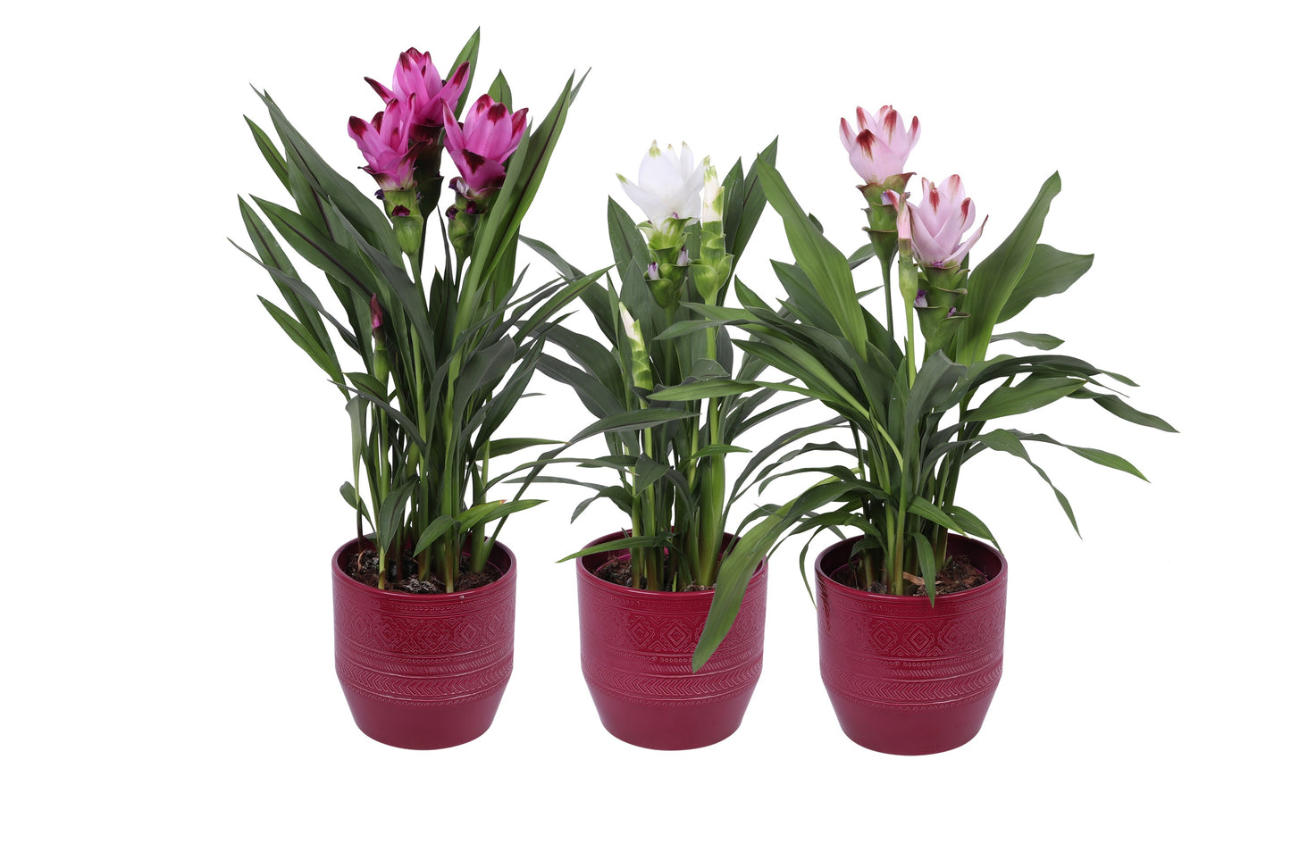 KP Holland Centraal Curcuma mix Pack of 3