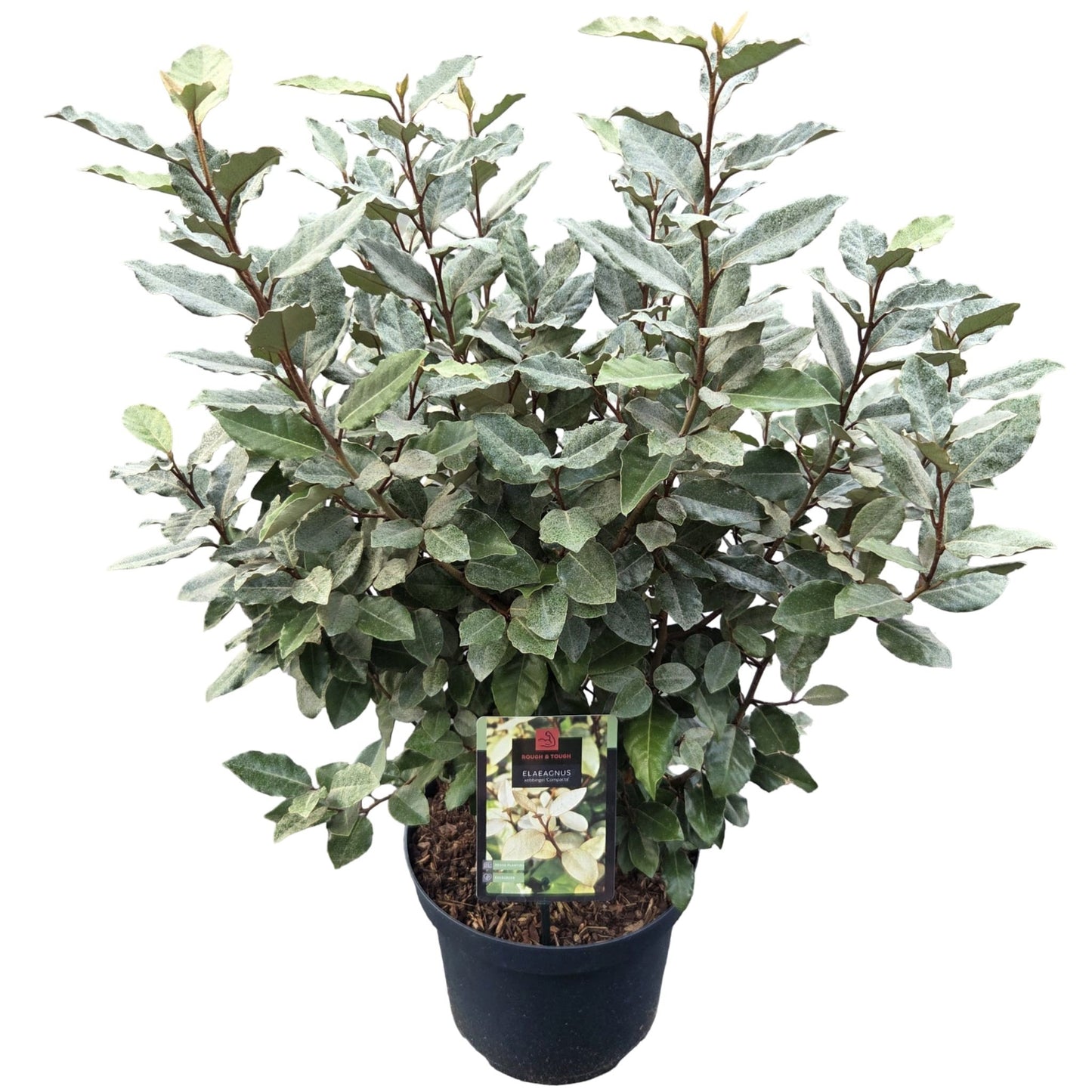 Elaeagnus ebb. Compacta 100cm 26cm Pot