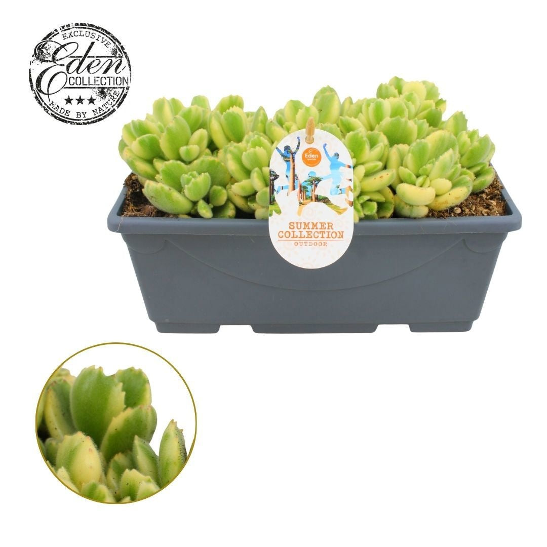 Cotyledon ladysmithiensis 20cm 25cm Pot
