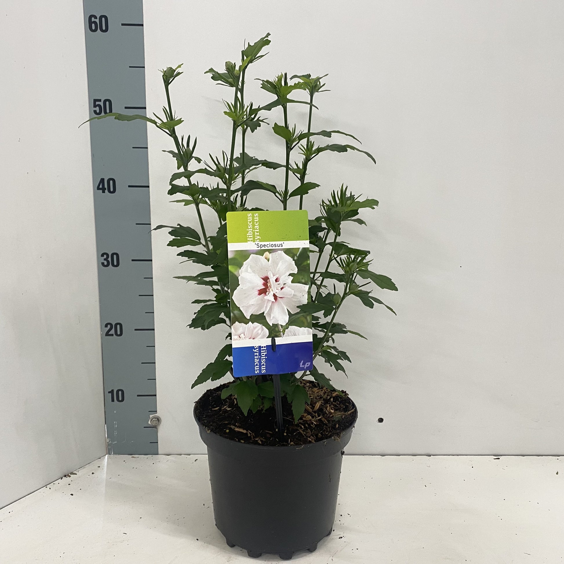 Hibiscus syriacus Speciosus 50cm 19cm Pot