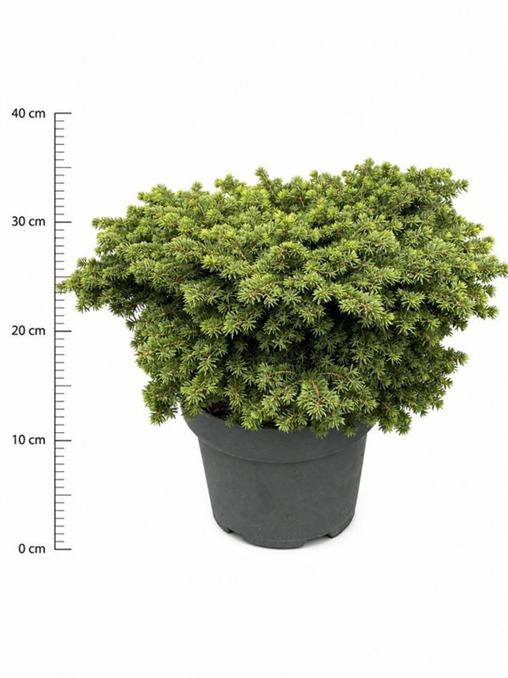 Picea ab. Little Gem 50cm 23cm Pot