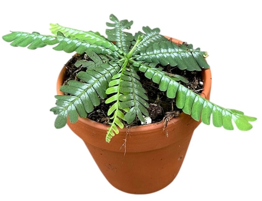 Biophytum sensitivum 15cm 8cm Pot