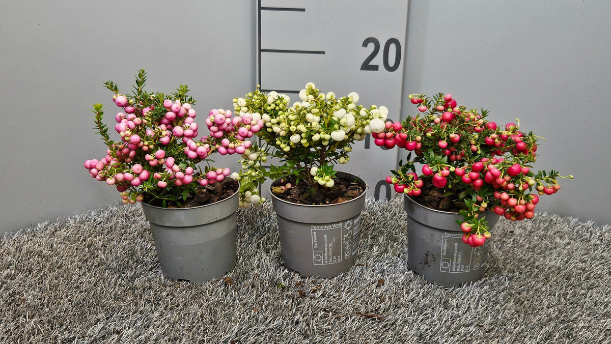 Gaultheria procumbens 20cm 10.5cm Pot