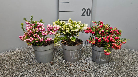 Gaultheria procumbens 20cm 10.5cm Pot