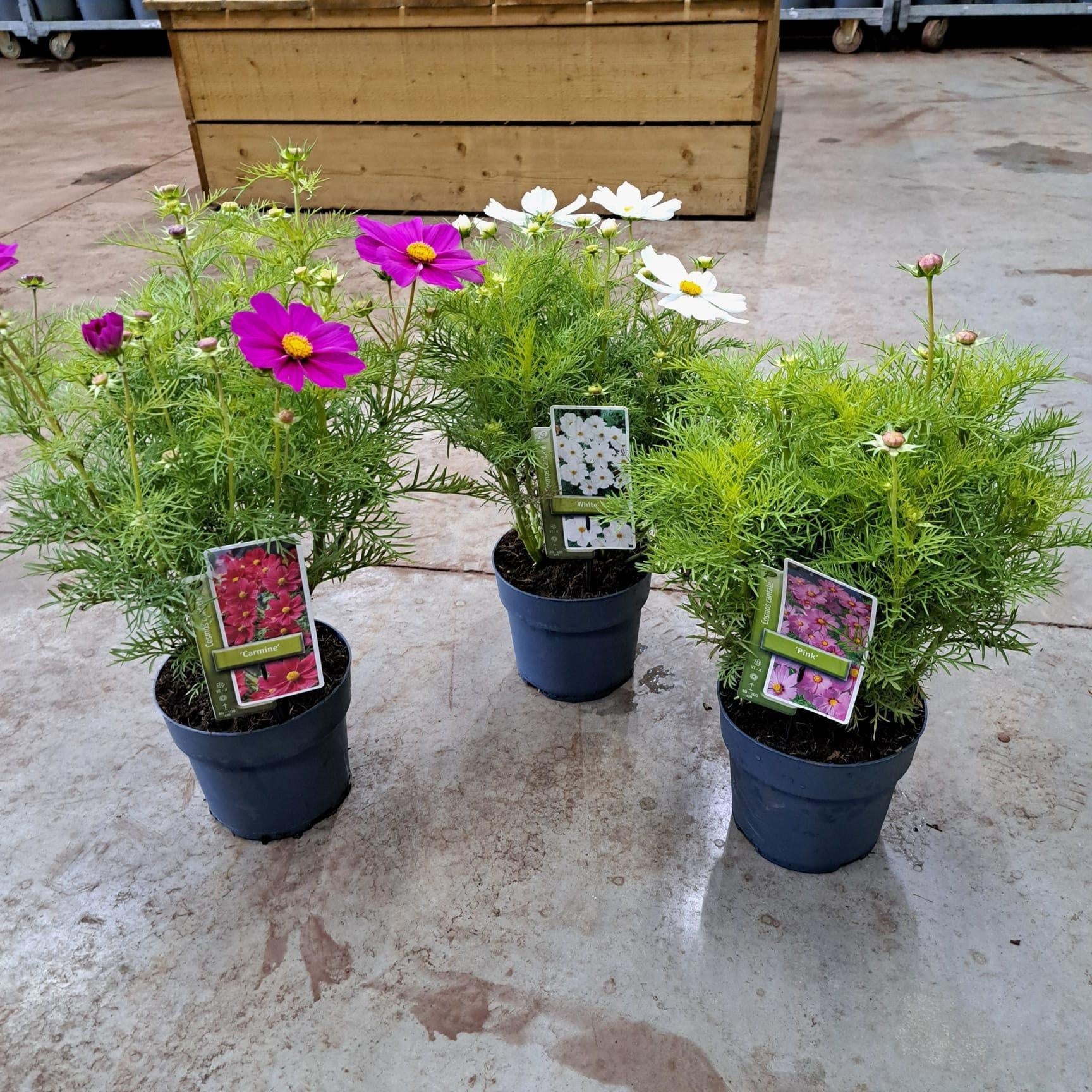Cosmos mix 40cm 17cm Pot