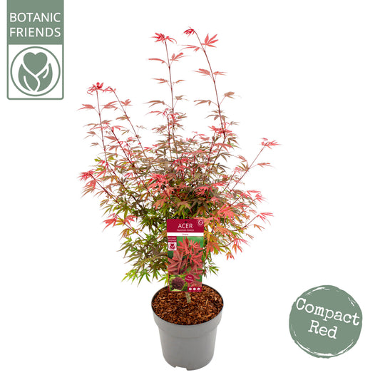 Acer Shaina 110cm 29cm Pot