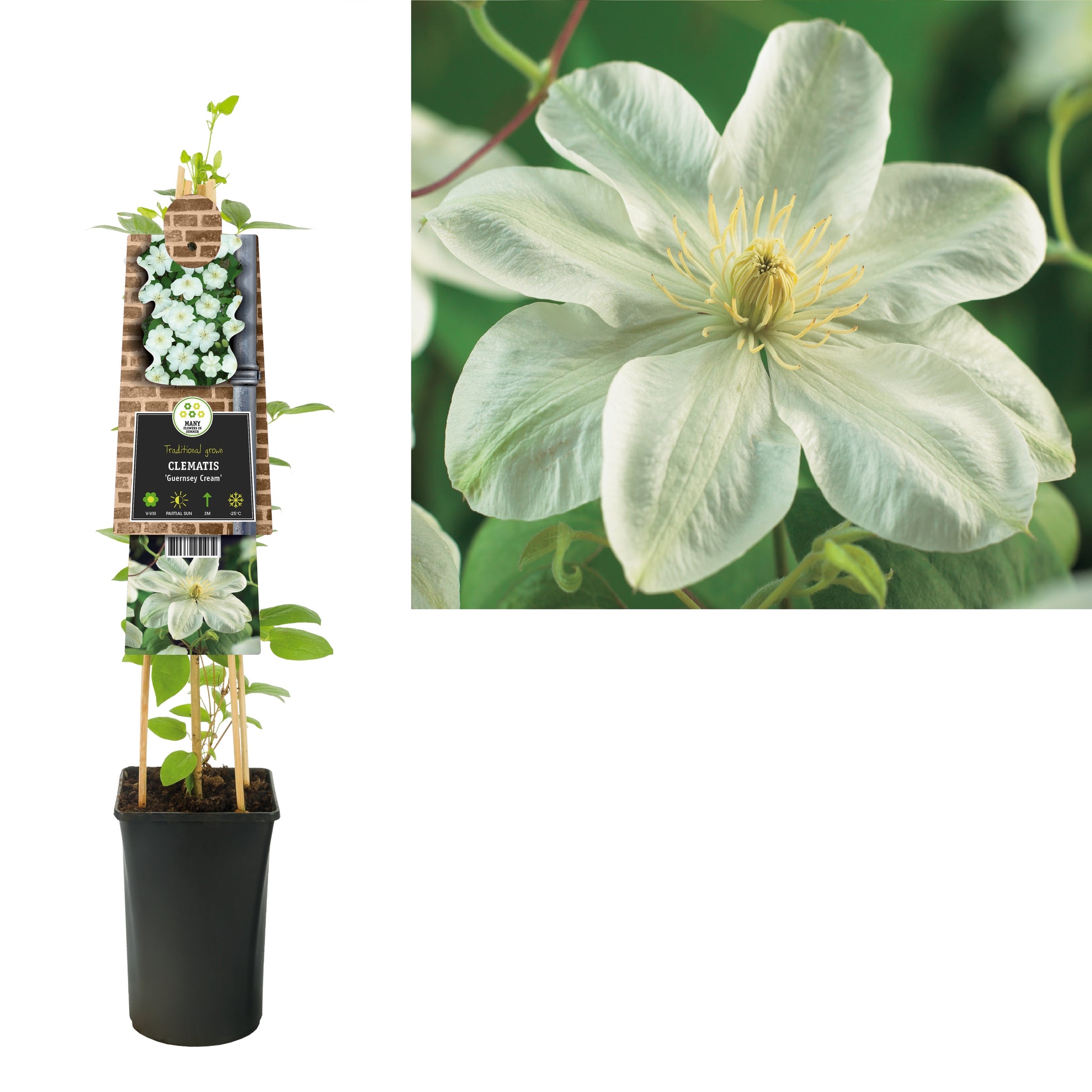 Clematis Guernsey Cream 75cm 17cm Pot