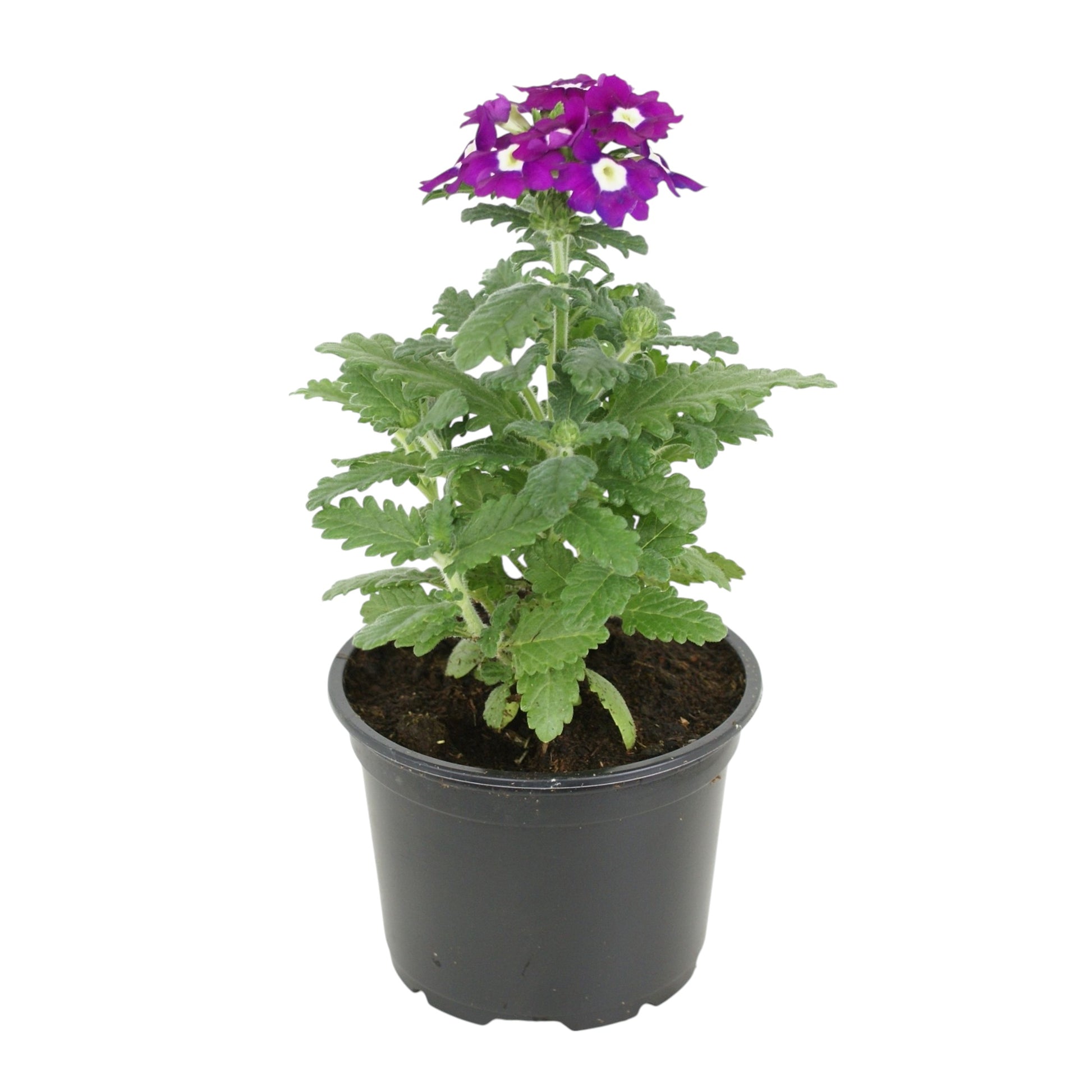 Verbena Lavender Spires 15cm 9cm Pot