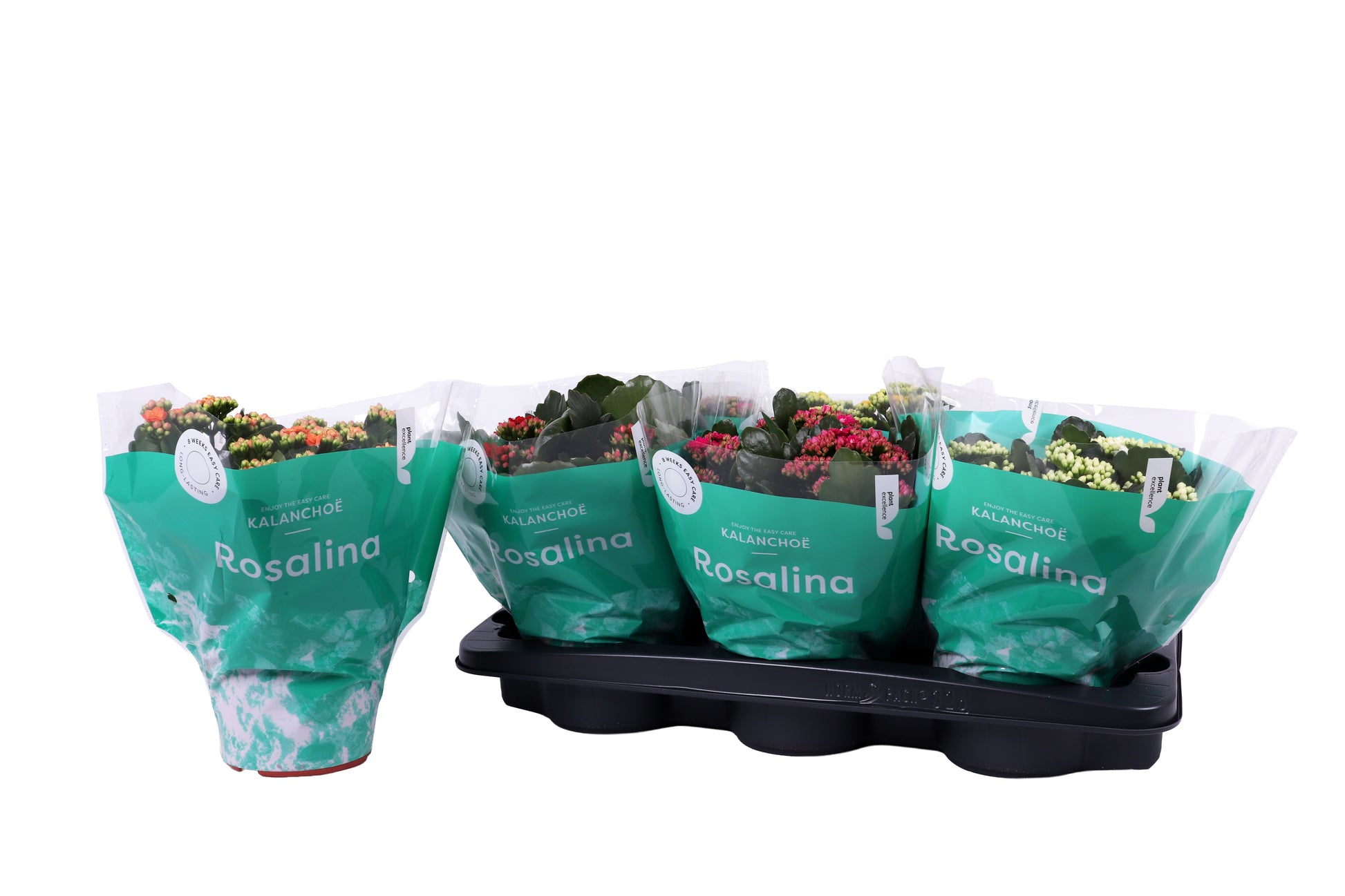 Kalanchoe Rosalina mix 27cm 15cm Pot