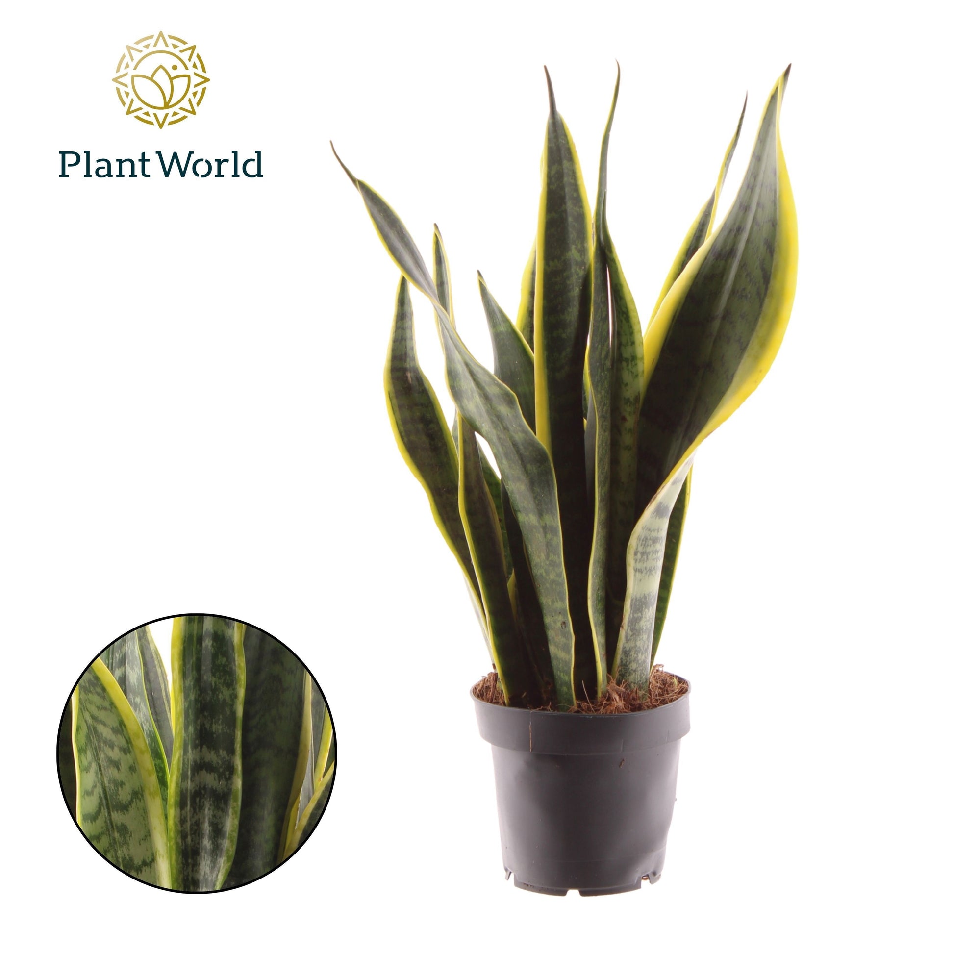Sansevieria Laurentii 45cm 12cm Pot