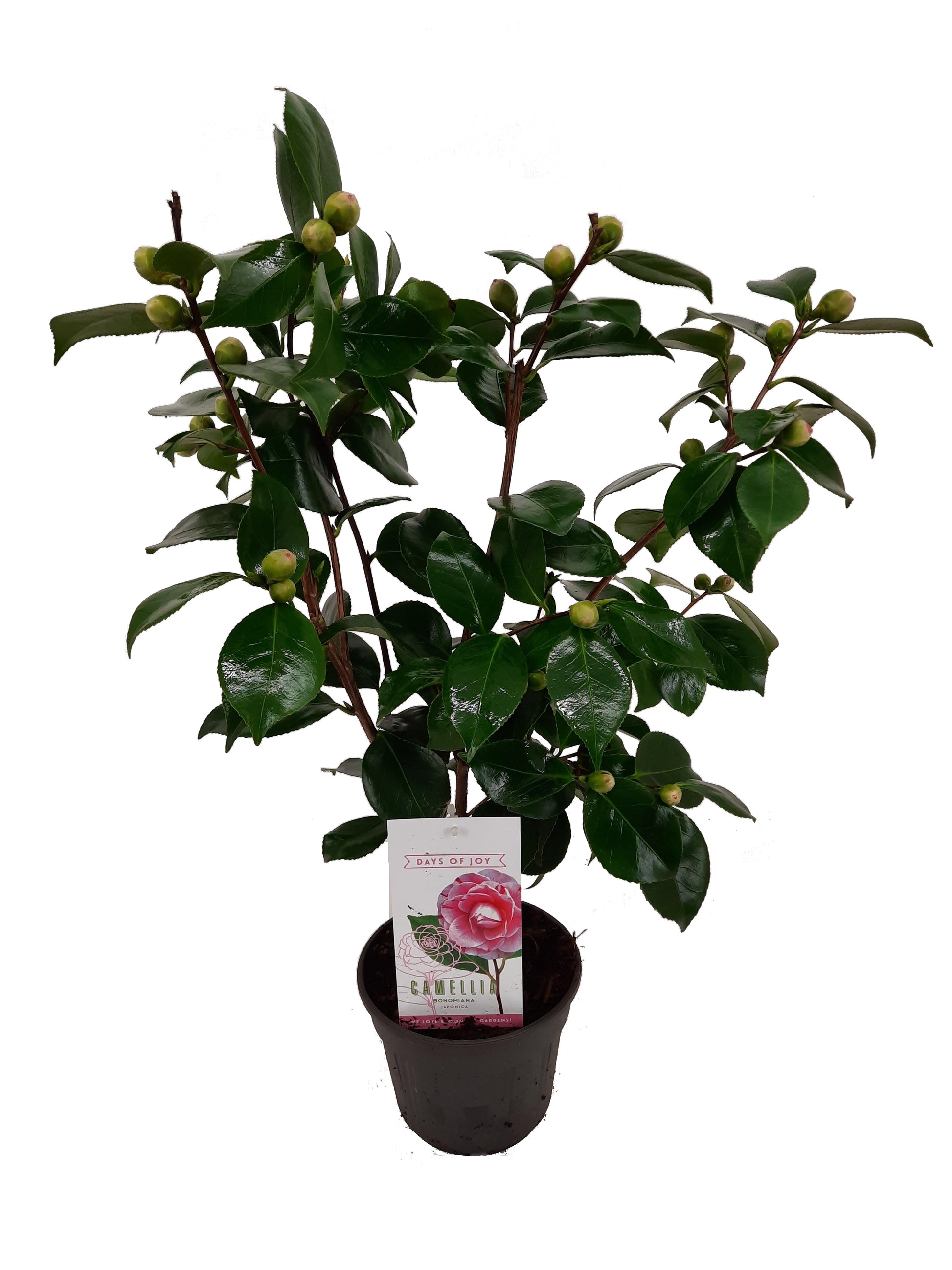 Camellia Bonomiana 55cm 15cm Pot