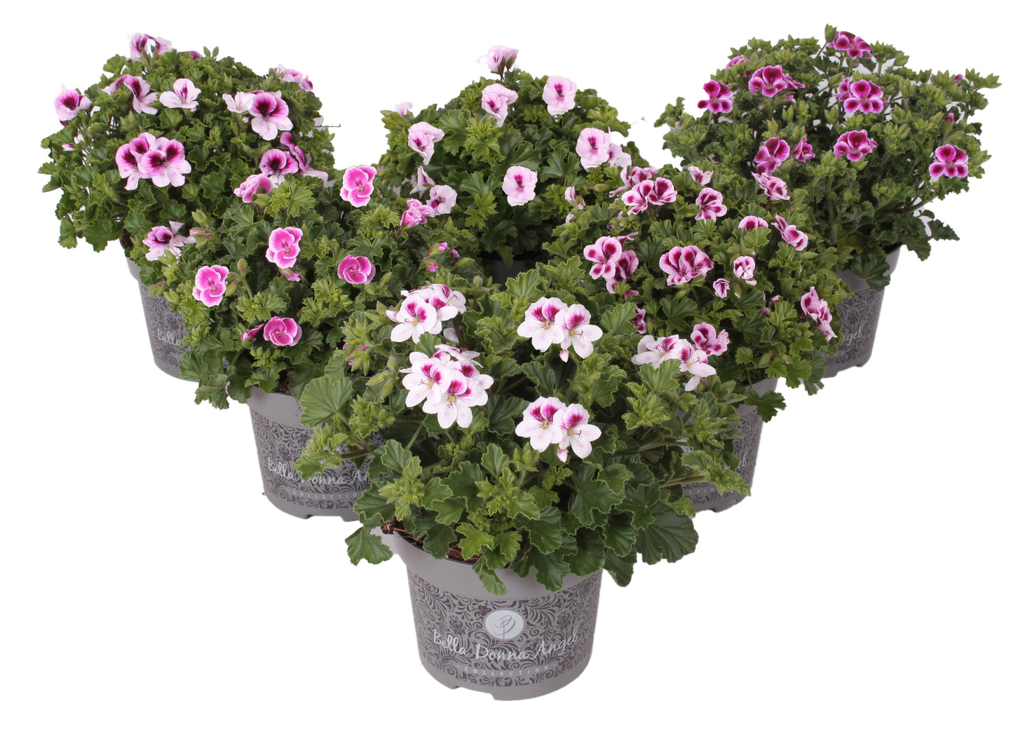 Pelargonium Bella Donna Angel mix 25cm 12cm Pot