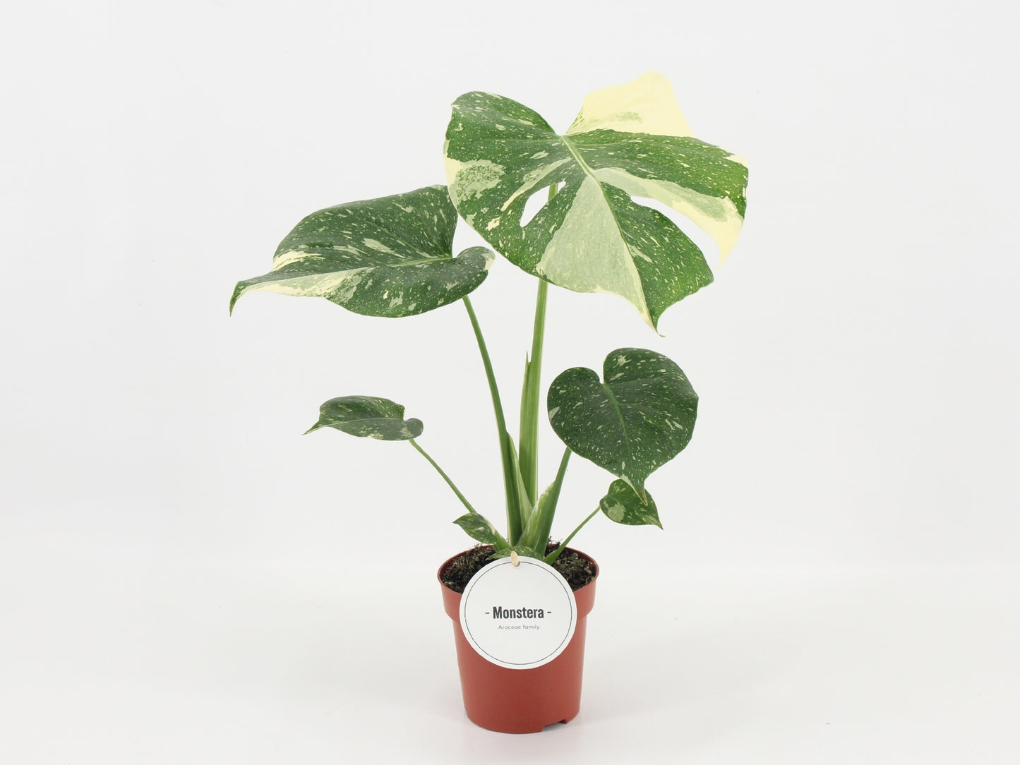 Mostert Nieuwerkerk BV Monstera Thai Constellation Pack of 6