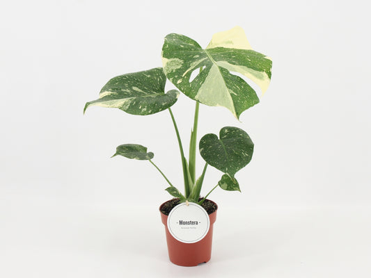 Mostert Nieuwerkerk BV Monstera Thai Constellation Pack of 6