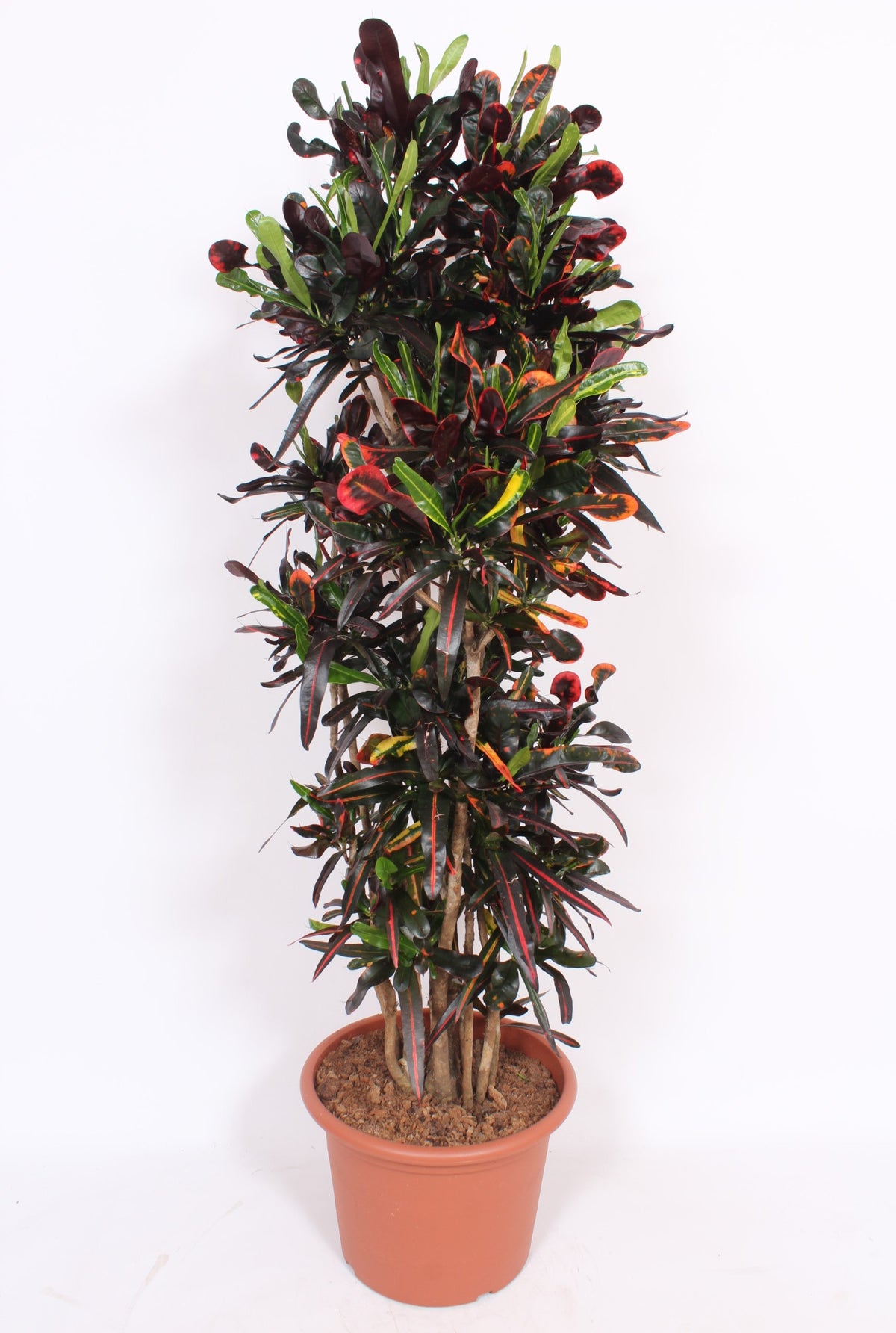Codiaeum Mammi 170cm 40cm Pot