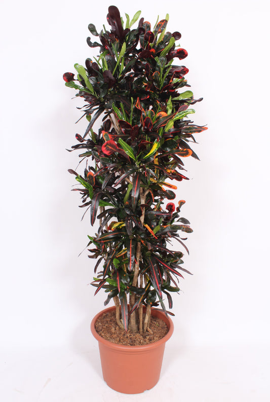 Codiaeum Mammi 170cm 40cm Pot
