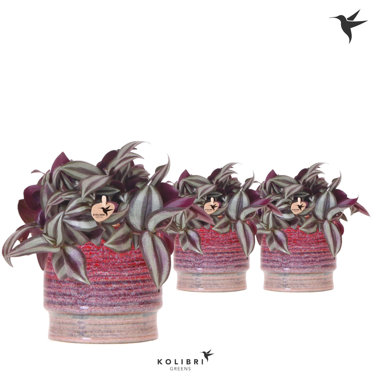 Tradescantia Violet Hill 17cm 9cm Pot