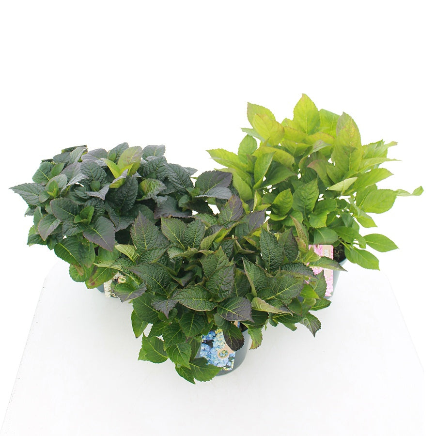 Hydrangea macrophylla 40cm 23cm Pot