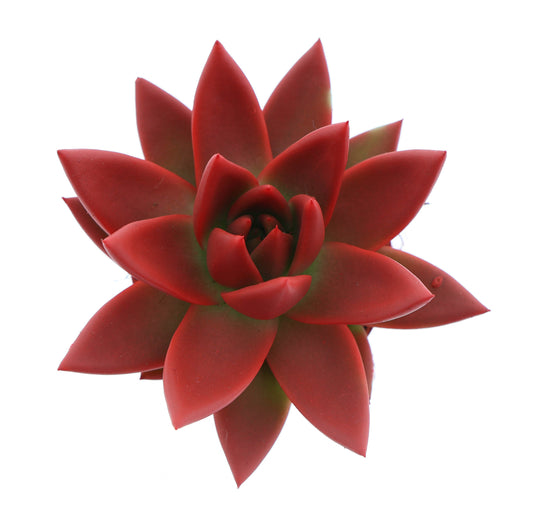 Rainbow red 8cm 6cm Pot