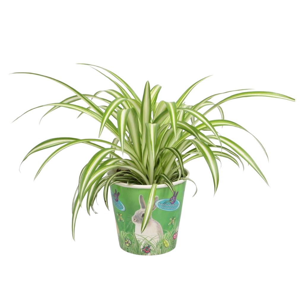 Jongenotter Potpl.kwekerij, Willem Chlorophytum Variegated Pack of 8