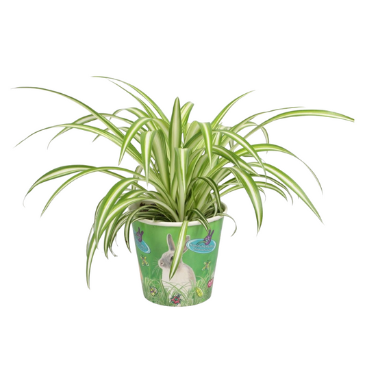 Jongenotter Potpl.kwekerij, Willem Chlorophytum Variegated Pack of 8