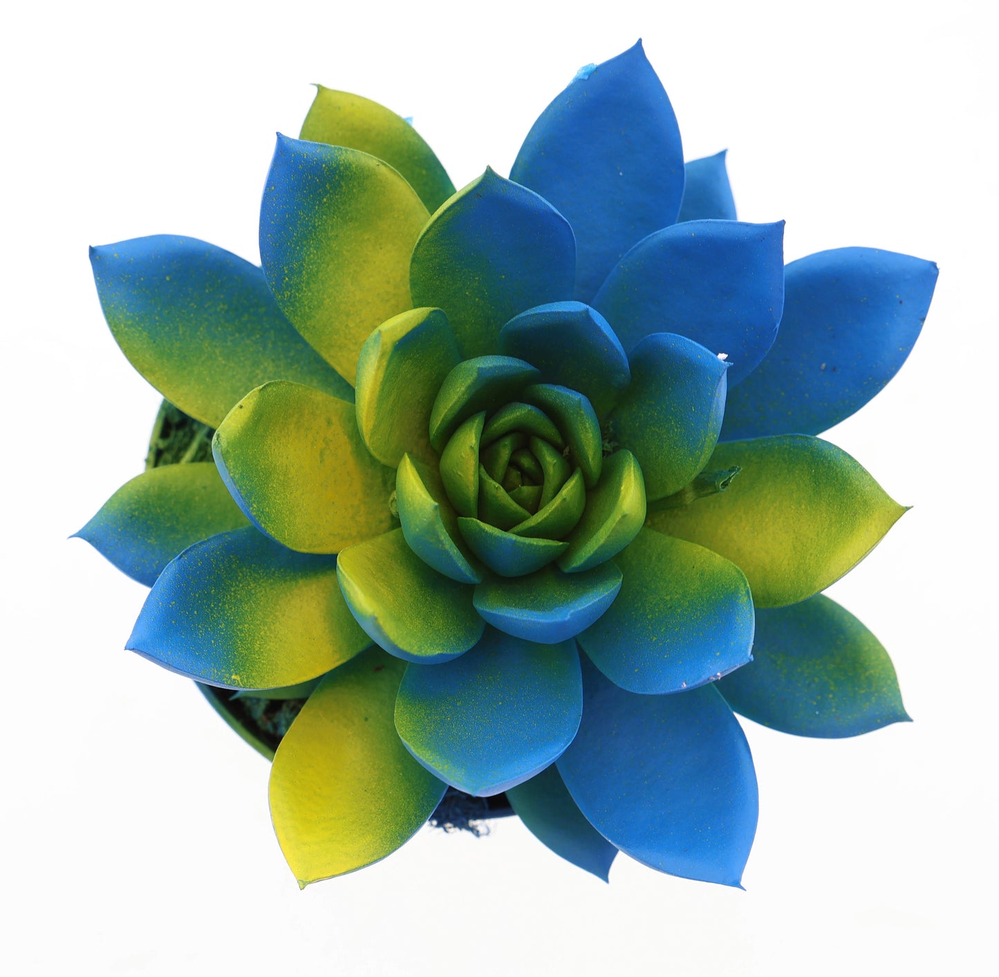 Rainbow Sweden 10cm Special Pot (508)