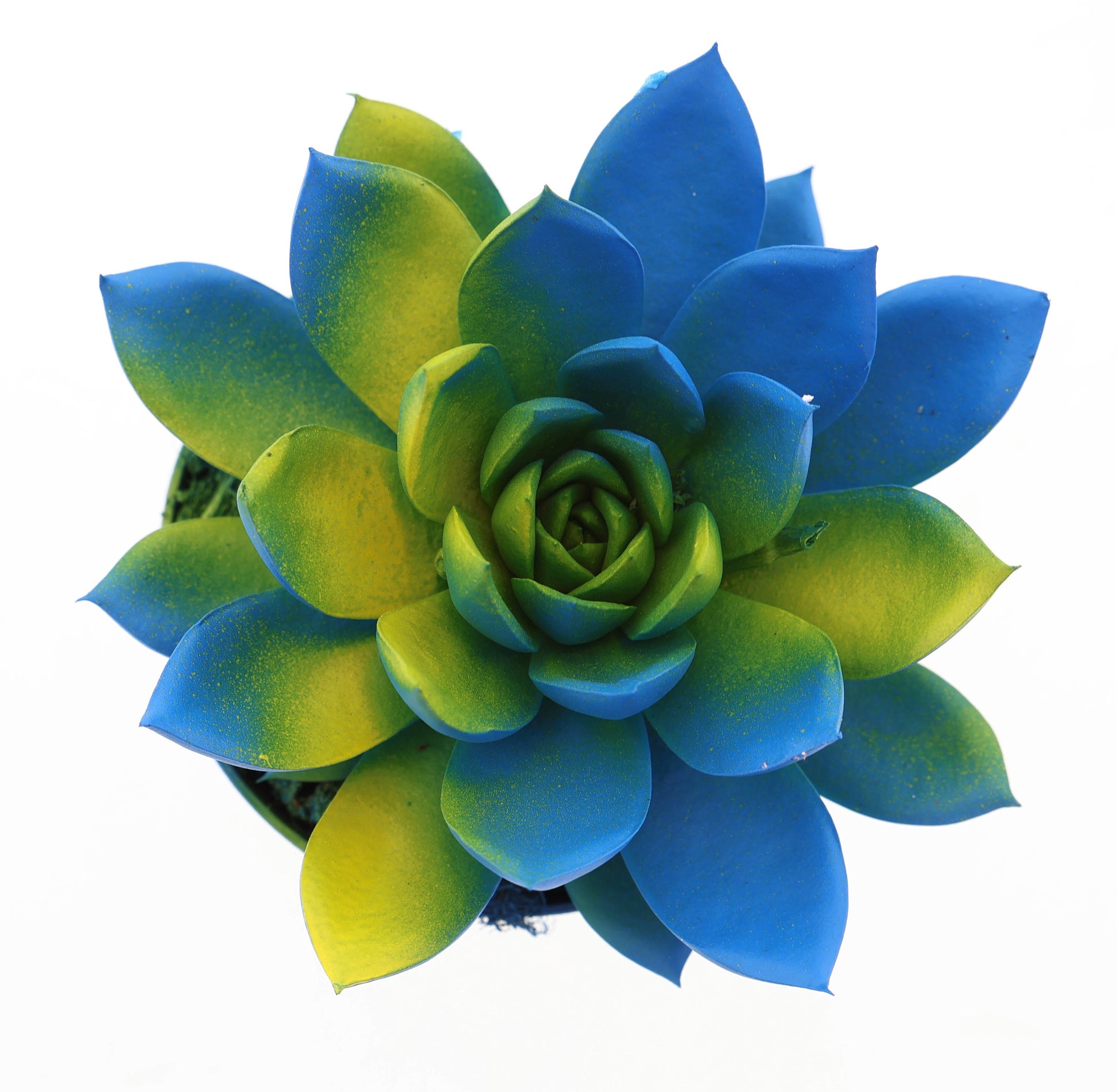 Rainbow Sweden 10cm Special Pot (508)
