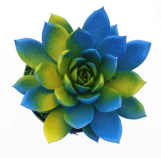 Rainbow Sweden 10cm Special Pot (508)
