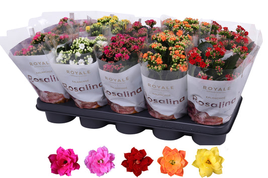 Kalanchoe Rosalina Royale mix 27cm 12cm Pot