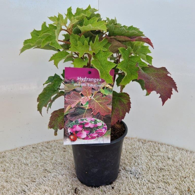 Hydrangea quer. Ruby Slippers 35cm 17cm Pot