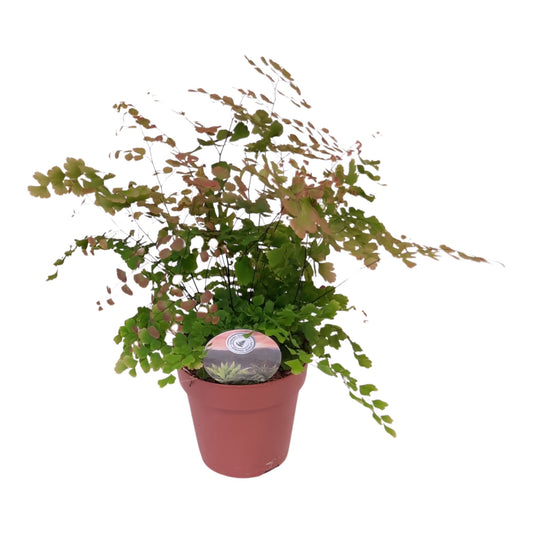 Adiantum Scutum Roseum 35cm 12cm Pot