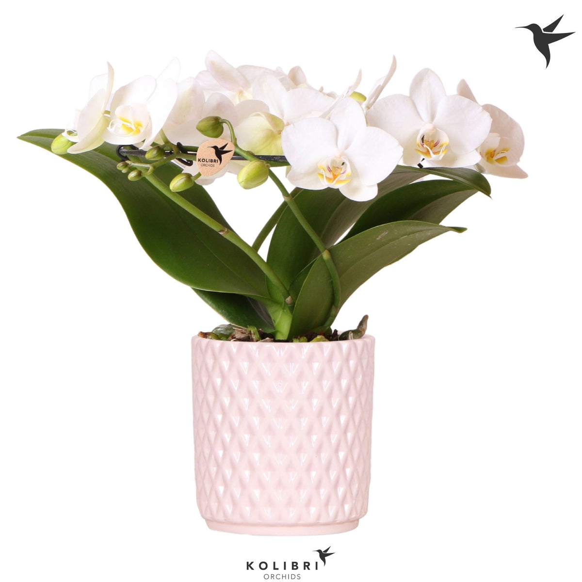 Phalaenopsis multiflora white 30cm 9cm Pot