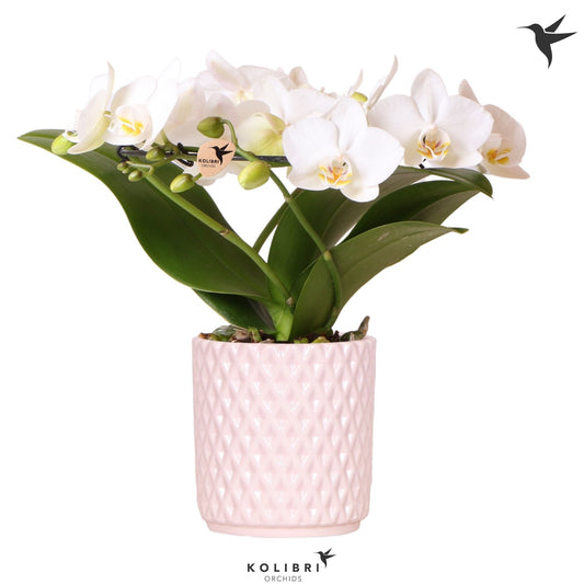 Phalaenopsis multiflora white 30cm 9cm Pot