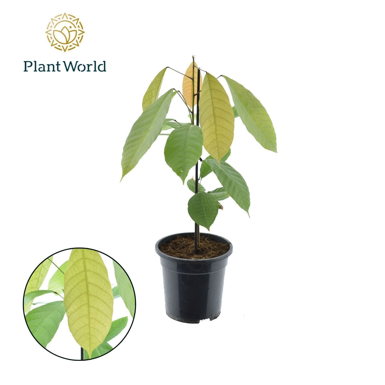 Foliage houseplants mix 60cm 19cm Pot